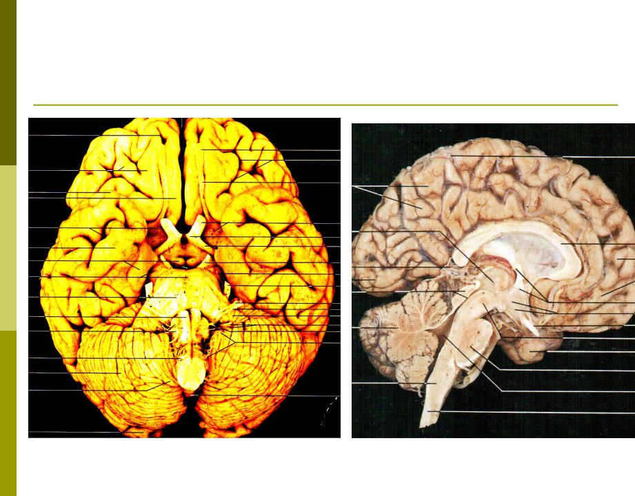 Появление коры мозга. Строение древней коры головного мозга.
