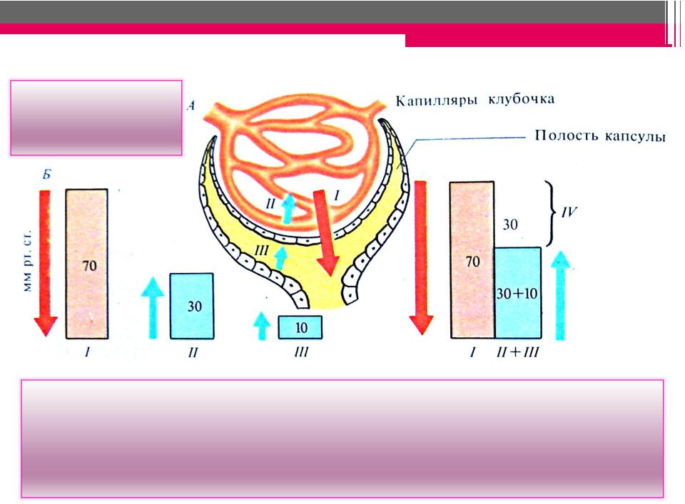 В капиллярном клубочке какая кровь