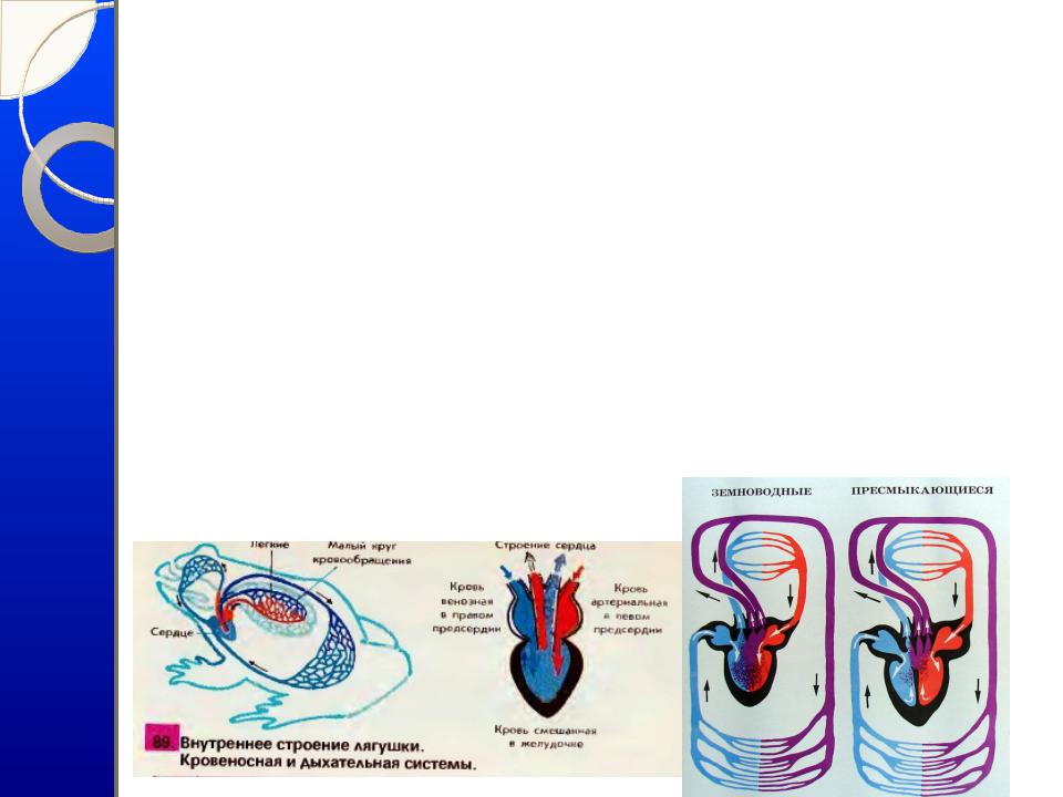 У земноводных сердце трехкамерное с неполной перегородкой. Кровеносная система лягушки. Строение кровеносной системы лягушки. Полное Разделение артериальной и венозной крови у пресмыкающихся. Кровеносная система Жабы.