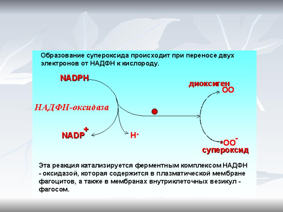Окисление надф. НАДФН оксидаза. НАДФ оксидаза реакция. Активация НАДФН-оксидазы. НАДФ оксидазный комплекс.