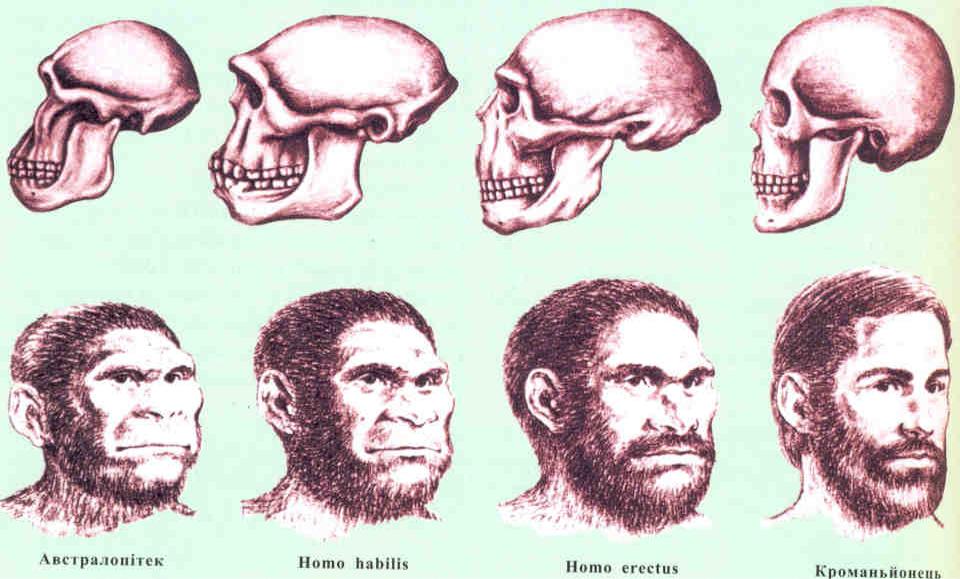 Основные виды человека. Антропогенез черепа. Черепа кроманьонца австралопитека. Этапы антропогенеза по черепу. Эволюция черепа человека.