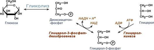 Общая схема реакций синтеза триацилглицеролов и фосфолипидов