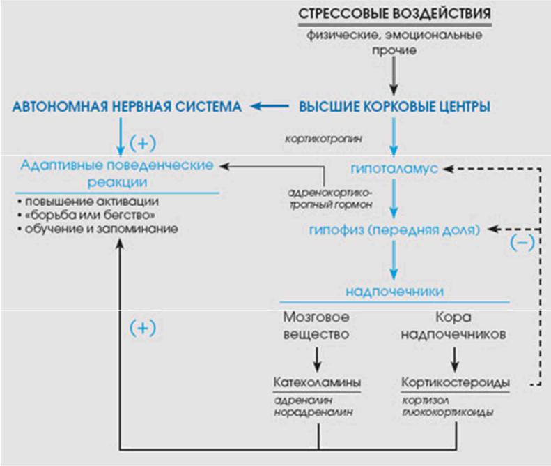 Формирование стресс реакции. Схема развития стрессовой реакции. Схема адаптационной стресс-реакции. Стресс реакция схема. Схема реализации стрессовой реакции.