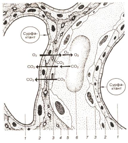 Схема строения аэрогематического барьера