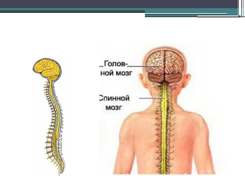 Центральный отдел нервной системы спинной мозг. Центральная нервная система. Синтралние нервная система. Нервная система ЦНС. Функции ЦНС человека.