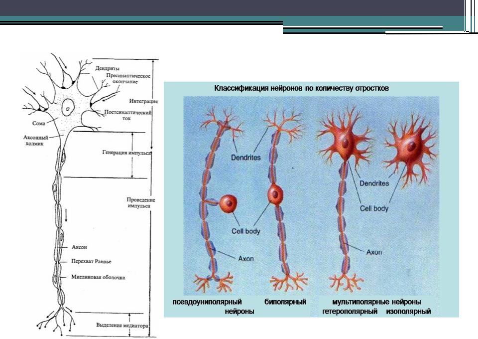 Примеры нервных клеток. Псевдоуниполярный Нерон строение. Псевдоуниполярный Нейрон строение. Классификация нейронов схема. Строение униполярного нейрона.