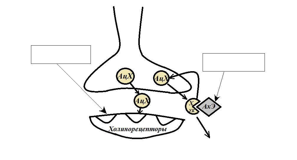Холинергический синапс схема