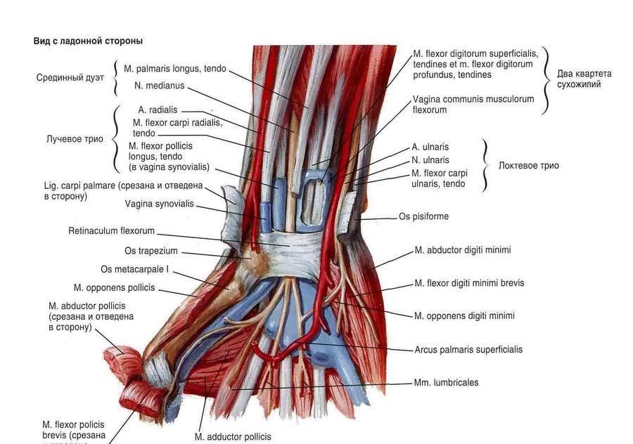 Мукоидная дегенерация передней крестообразной связки — Physiotherapist