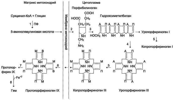 Синтез и распад гемоглобина биохимия