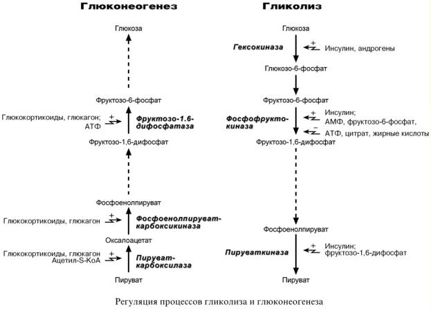 Глюконеогенез схема процесса