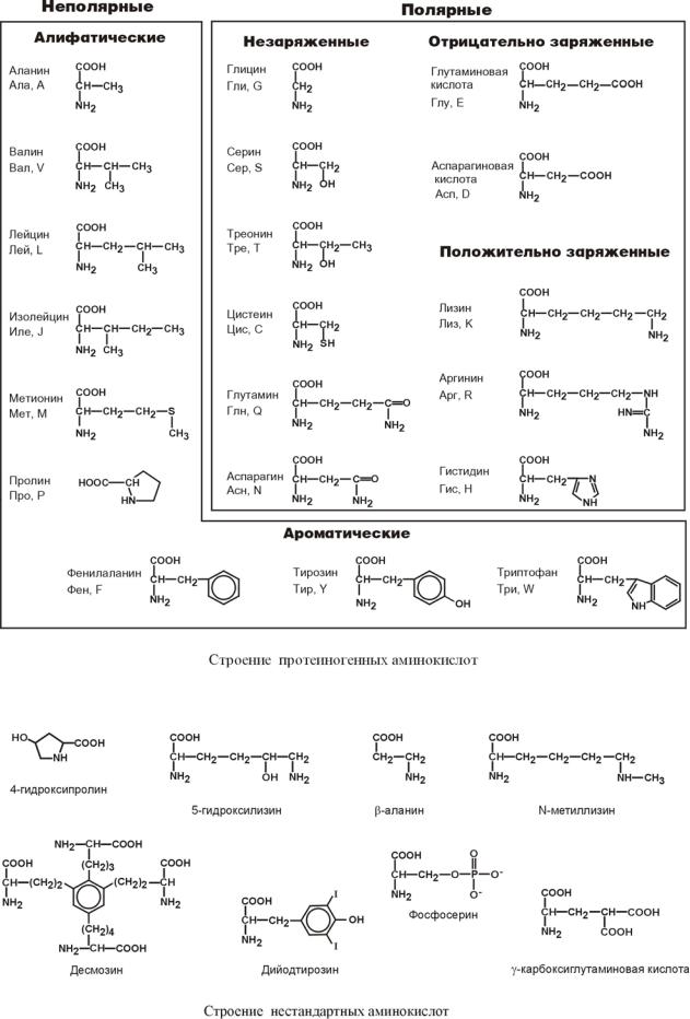 Ала сер гли вал. 20 Аминокислот классификация. Общая схема строения аминокислоты. Классификация аминокислот биохимия. Классификация аминокислот биохимия таблица.