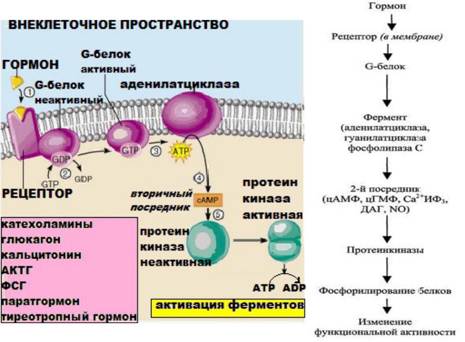 Сигнала фермент. Мембранный механизм действия гормонов. Гормоны мембранно внутриклеточного механизма. Схема мембранной рецепции гормона. Мембранный механизм передачи гормонального сигнала в клетку.