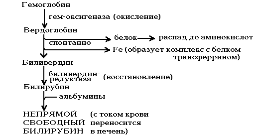 Схема образования билирубина в тканях