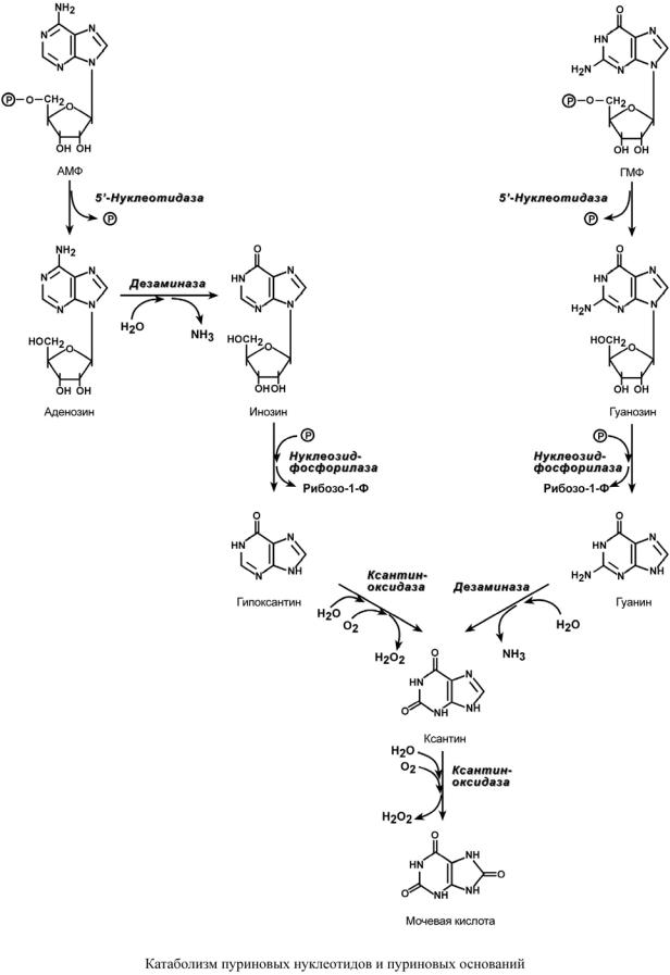 Распад пуриновых. Схема синтеза пуриновых и пиримидиновых нуклеотидов. Катаболизм пуринов нуклеотидов. Катаболизм пуриновых нуклеотидов до мочевой кислоты.