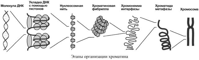 Стадии спирализации хромосом