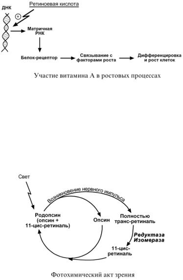 Схема фотохимического зрительного цикла