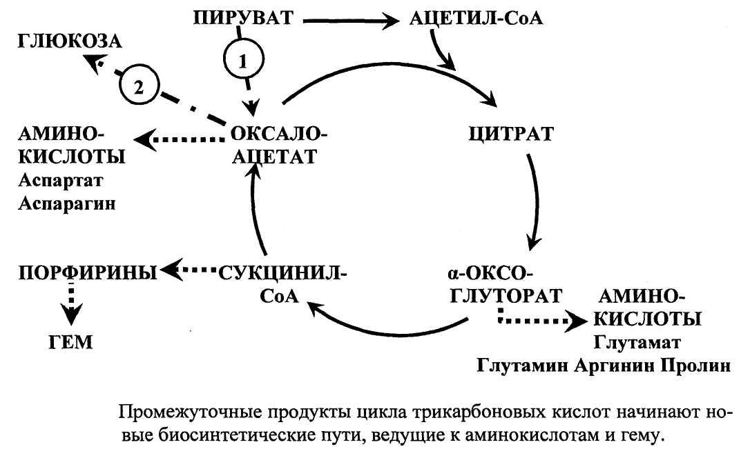 Глюкоза ацетил коа. Анаболические реакции цикла Кребса. Анаплеротические реакции цикла Кребса. Цикл Кребса ЦТК. Анаболические функции цикла трикарбоновых кислот.