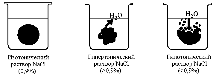 Изотонический раствор гипотонический. Изотонический гипертонический и гипотонический растворы. Гемолиз эритроцитов в гипотоническом растворе. Гипотонический раствор гипертонический раствор изотонический. Изотонический раствор гипотонический осмос.