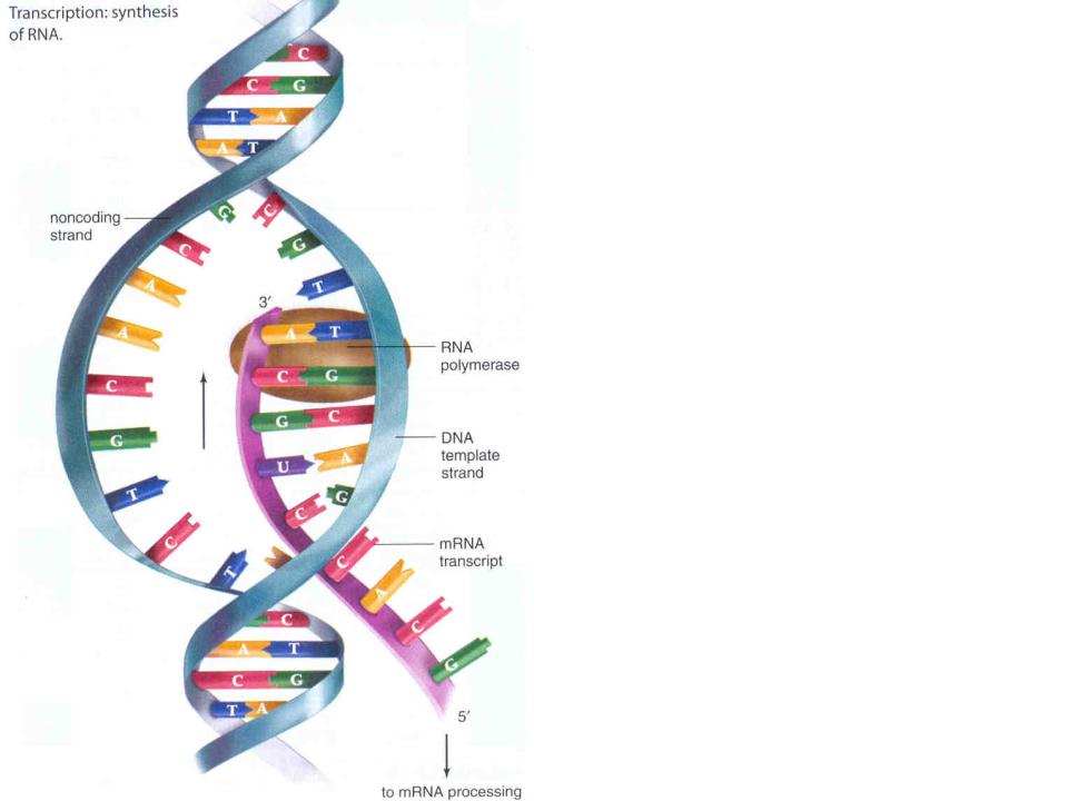 Митохондрия рнк. Схема синтеза ИРНК на ДНК. Схема биосинтеза ДНК. Синтез РНК Синтез ДНК. Синтез РНК на матрице ДНК.