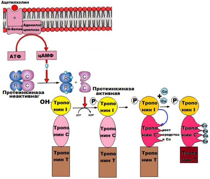 Протеинкиназа а. Строение протеинкиназы. Протеинкиназа а строение. ЦАМФ активатор протеинкиназы. ЦАМФ зависимая протеинкиназа строение регуляция.