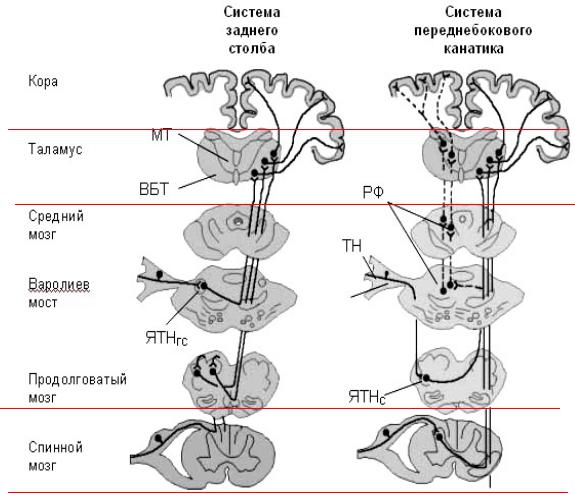 Бульботаламический путь схема