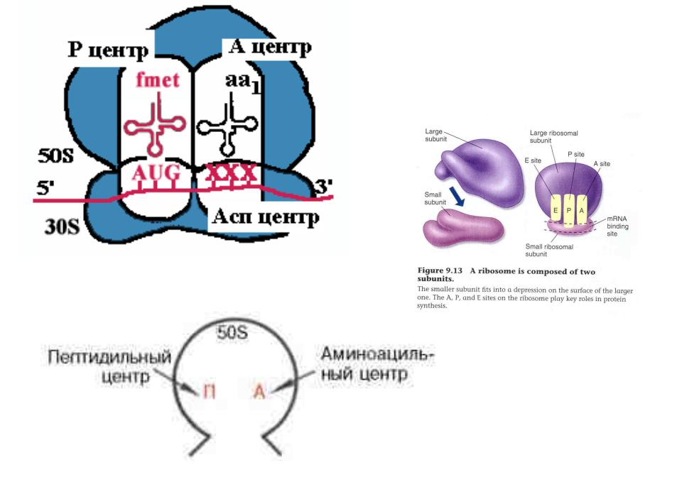 Рибосомы синтез молекул. Аминоацильный и пептидильный центры рибосомы. Пептидильный и аминоацильный участки рибосомы функции. Аминоацильный участок рибосомы. А центр рибосомы функция.