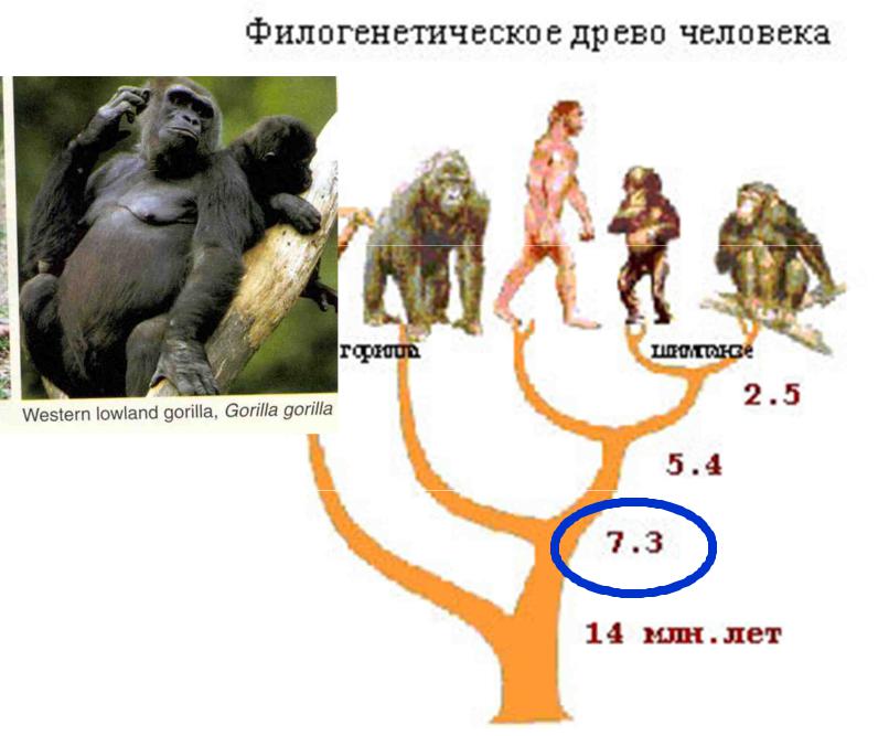 Филогенетическое развитие человека. Родословная человека Антропогенез. Филогенетическое Древо человека. Эволюционное Древо человека. Генеалогическое Древо человека.