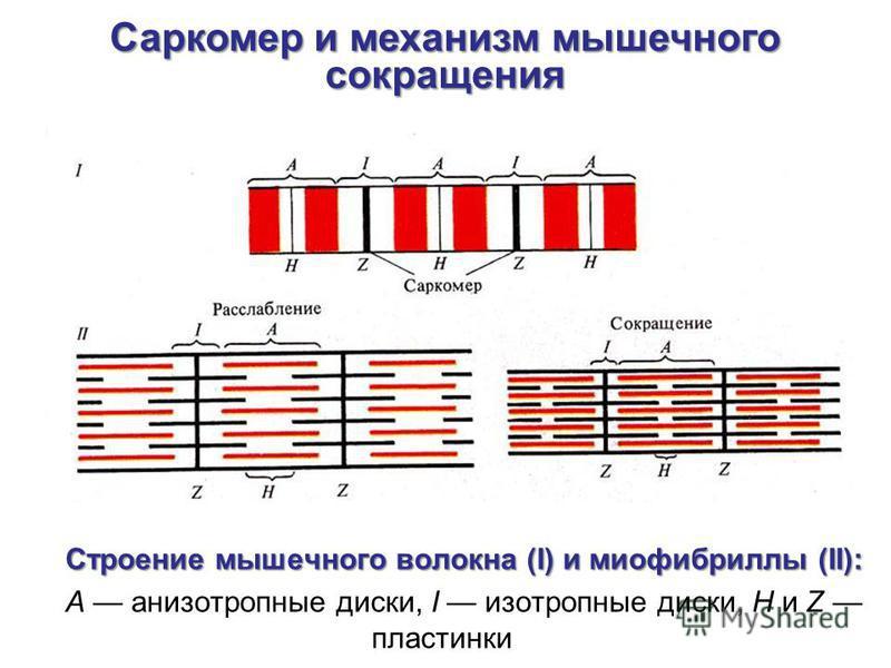 Аксонопатия моторных волокон