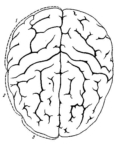 Мозг сверху рисунок