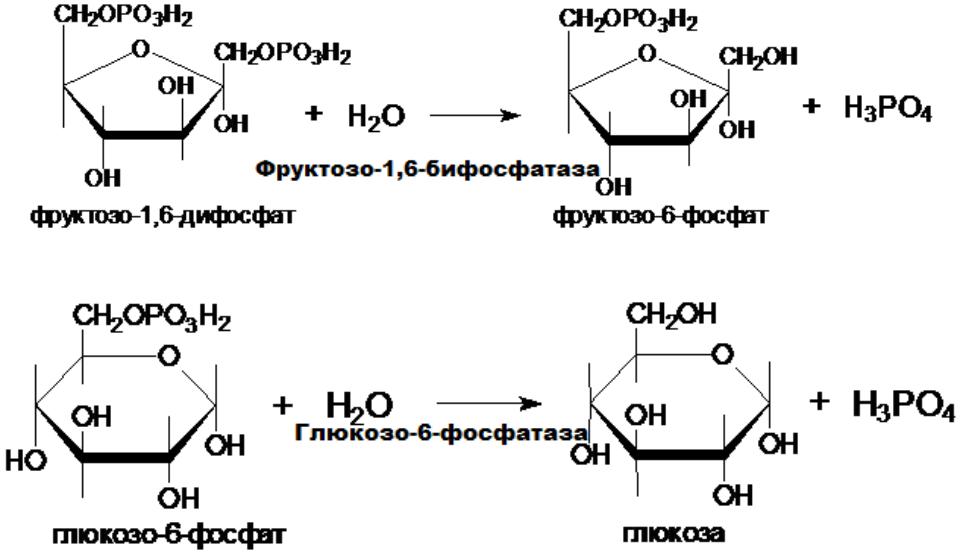 Превращение фруктозы. Глюкозо 6 фосфат в фруктозо 6 фосфат. Реакции образования фруктозо-6-фосфата из фруктозы. Изомеризация глюкозо-6-фосфата в фруктозо-6-фосфат. Фруктоза - 1,6-дифосфат, глюкозо-6-фосфат.