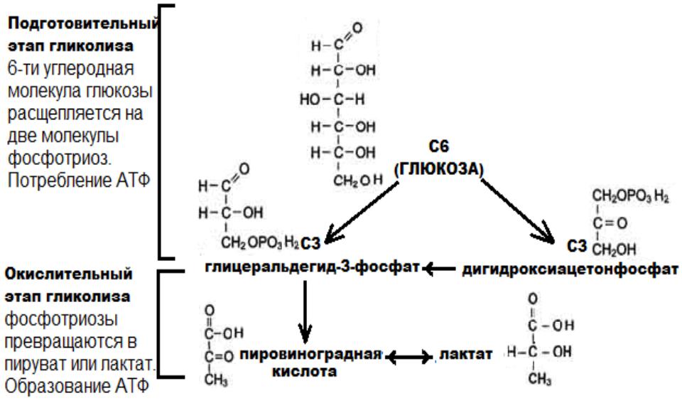 Образуется 2 атф в гликолизе. 2 Этап гликолиза реакции. Подготовительный этап гликолиза. Этапы аэробного гликолиза реакции. Второй этап гликолиза схема.