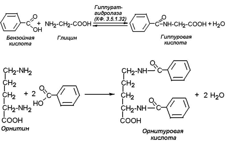 Глицин бензол. Бензойная кислота схема. Диметиламин и бензойная кислота. Гиппуровая кислота Синтез. Образование бензойной кислоты.