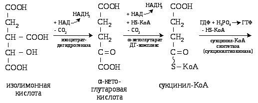 Какие промежуточные продукты в цикле трикарбоновых кислот