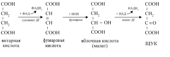 Какие промежуточные продукты в цикле трикарбоновых кислот