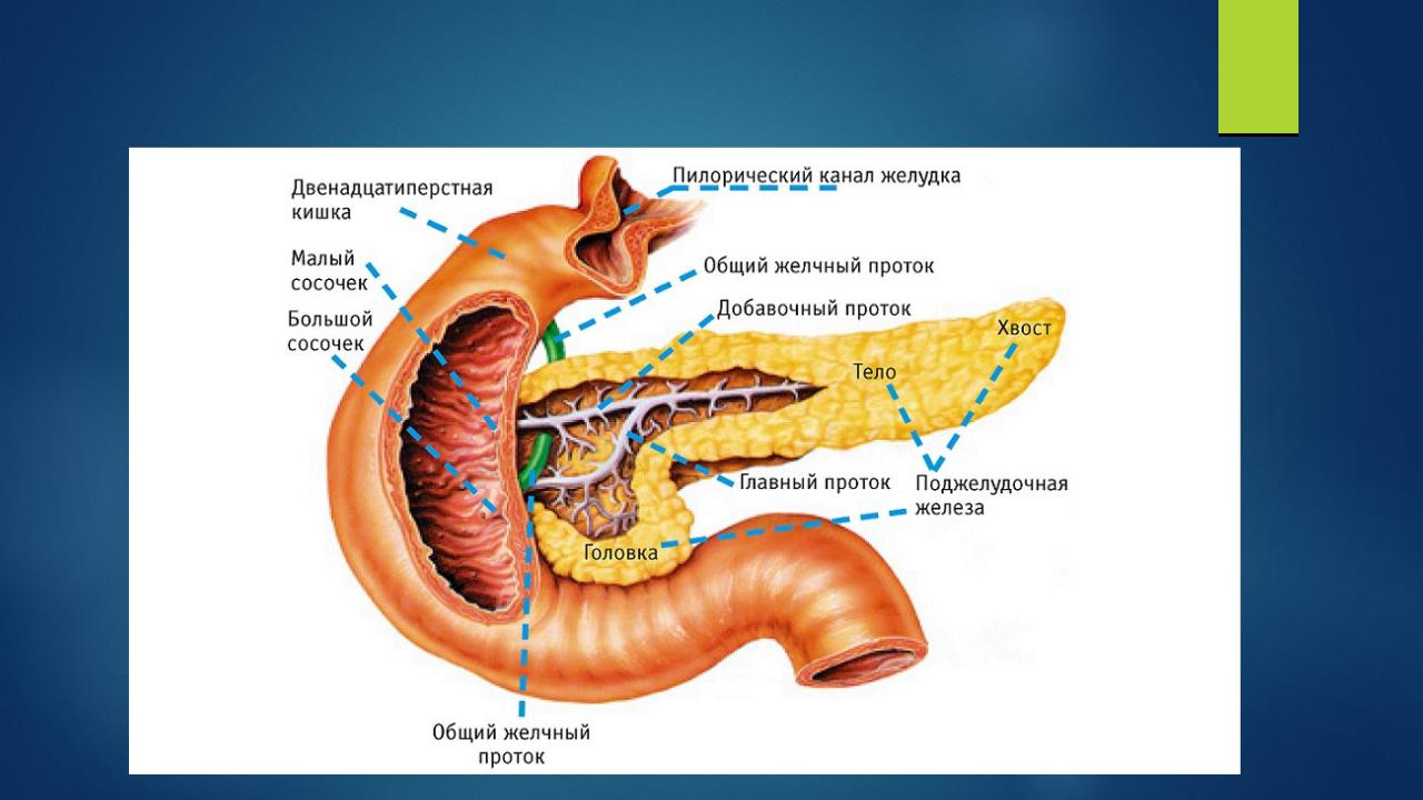 В двенадцатиперстную кишку открываются протоки печени. Поджелудочная железа анатомия атлас. Строение поджелудочной железы анатомия. Вирсунгов проток анатомия. Санториниев проток поджелудочной железы.