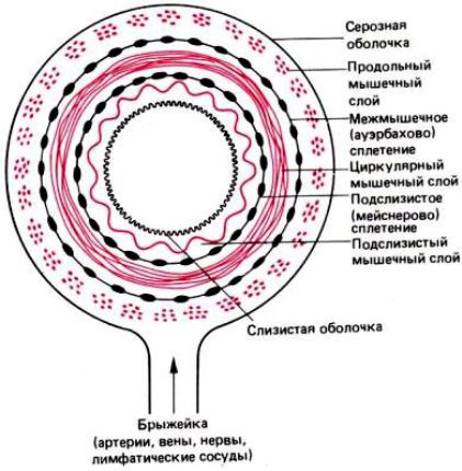 Полый полость. Схема строения полого органа пищеварительного тракта. Схема поперечного среза стенки трубчатого органа. Серозные оболочки схема. Строение серозной оболочки анатомия.