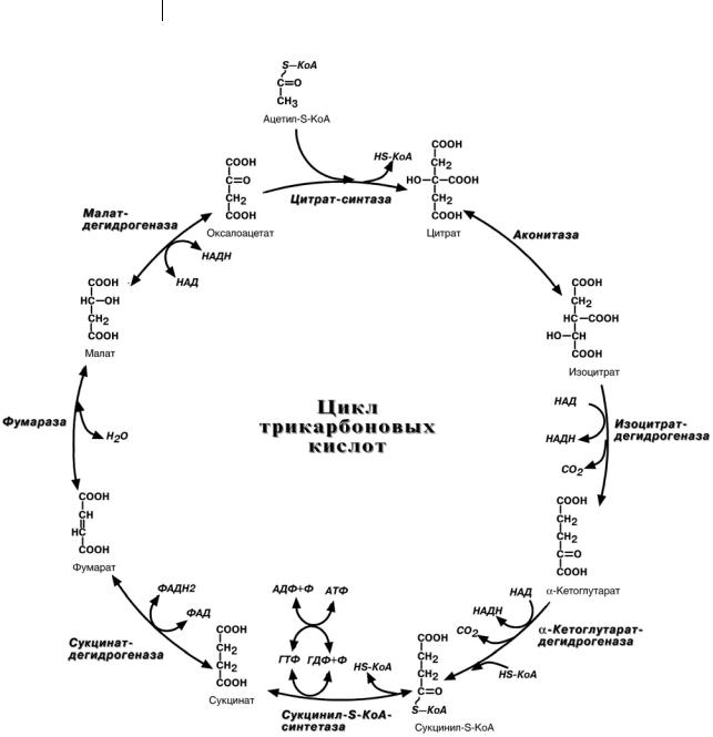 Цитратный цикл. Цикл трикарбоновых кислот (ЦТК). Цикл трикарбоновых кислот ЦТК биохимия. Цикл трикарбоновых кислот биохимия с ферментами. Цикл трикарбоновых кислот схема.