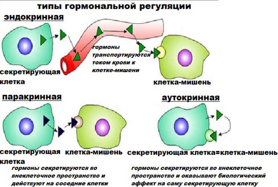 Влияние ксенона на клетки и рецепторы