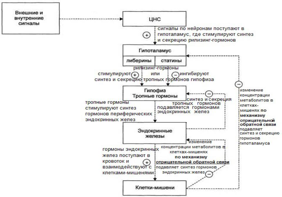 Схема отрицательной обратной связи при синтезе гормонов