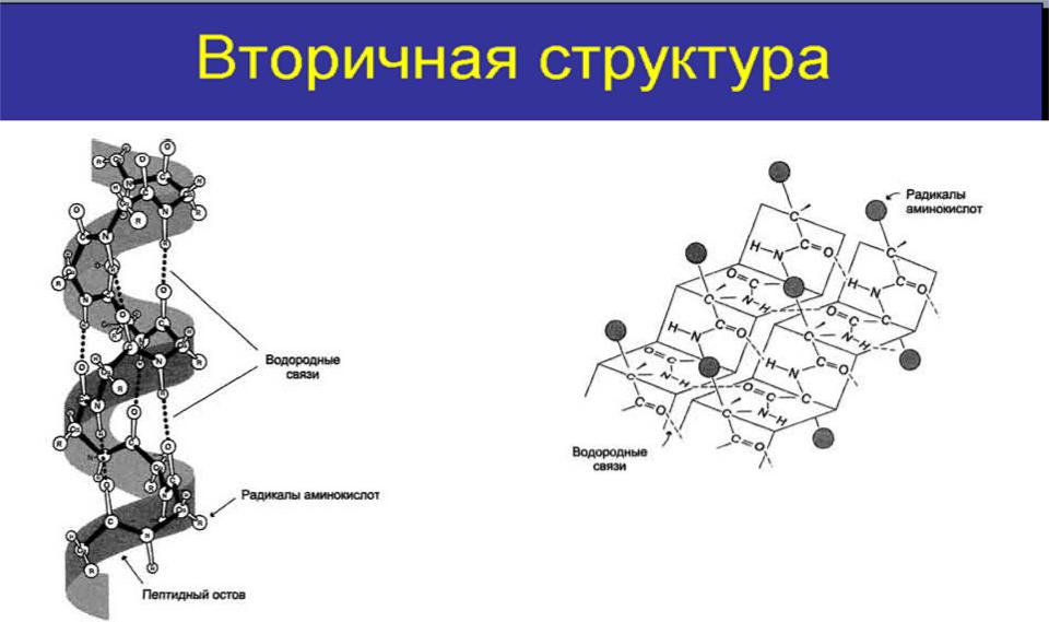 Водородные связи вторичная структура