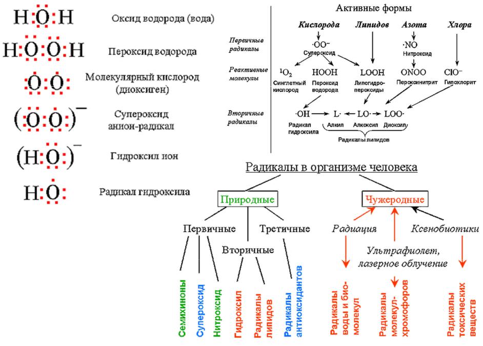 Заполните пропуски в схемах биохимических реакций с участием воды