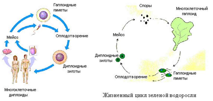 В гаплоидных клетках человека 23. Гаплоидные стадии жизненного цикла. Диплоидная стадия жизненного цикла. Диплоидная стадия жизненного цикла схема. Гаплоидная и диплоидная фазы.