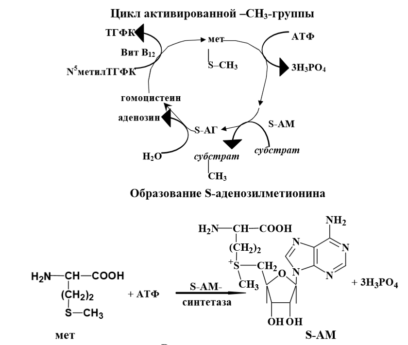 Участие s аденозилметионина в реакциях трансметилирования