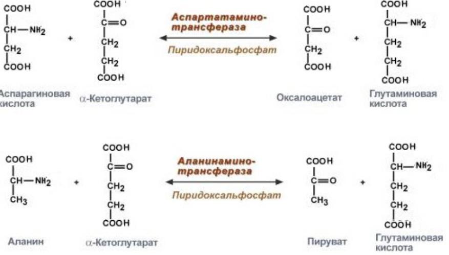 Аланин трансаминаза. Реакции которые катализируют алт и АСТ. Трансаминирование с Альфа кетоглутаровой кислотой. Аспартат Альфа кетоглутарат. Трансреаминирование аспарагиновой кислоты.