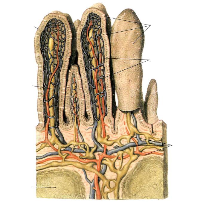 Кишечные ворсинки характерны для. Ворсинка тонкой кишки анатомия. Тонкая кишка кишечная Ворсинка. Строение ворсинки тонкого кишечника. Кишечная Ворсинка анатомия.