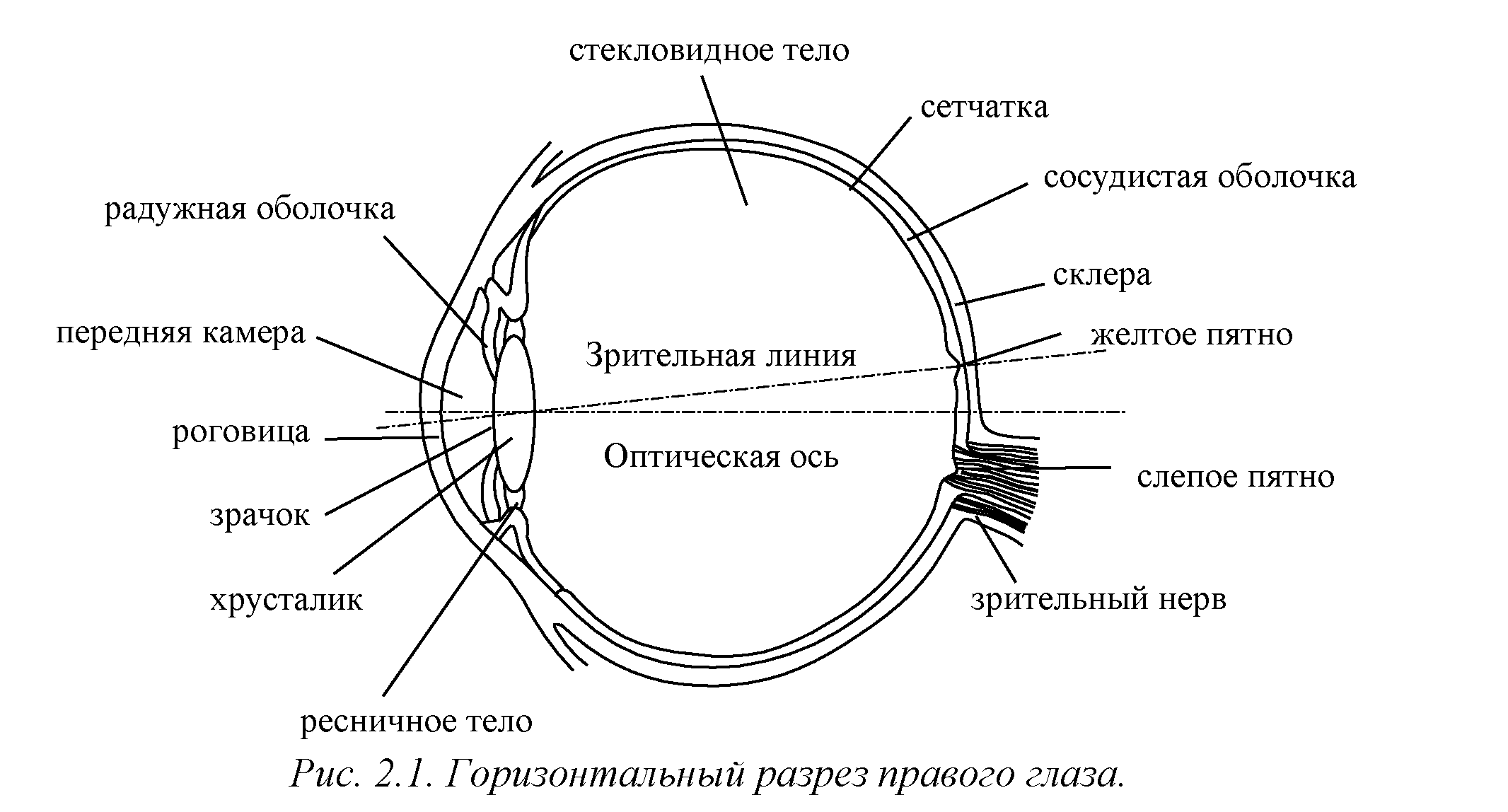 Роговица зрительная зона коры мозга стекловидное тело