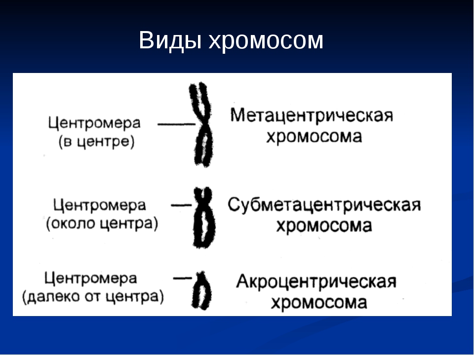 Хромосомы группы г. Акроцентрические хромосомы человека. Строение и форма хромосом. Строение и типы хромосом. Различные типы хромосом.