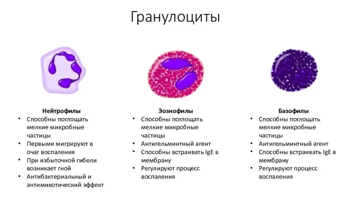 Повышенные гранулоциты в крови у мужчин. Зернистые лейкоциты нейтрофилы строение. Базофильный гранулоцит строение. Строение эозинофильных лейкоцитов. Нейтрофилы строение и функции.