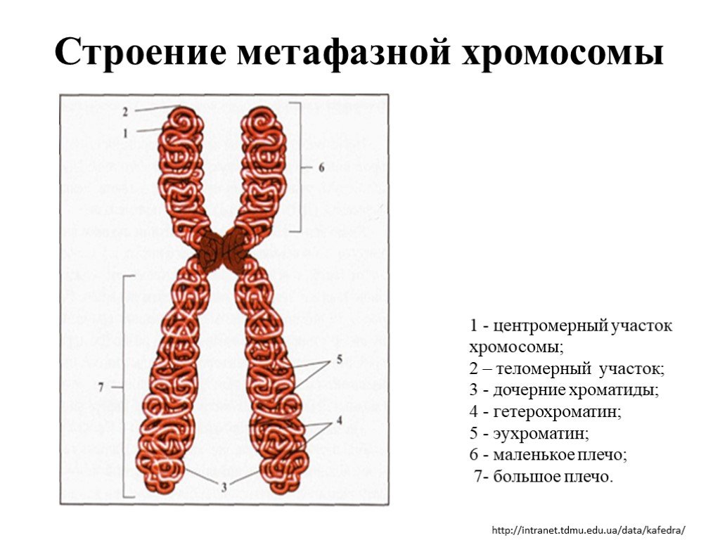 Внутреннее строение хромосом. Схема строения метафазной хромосомы. Структура метафазной хромосомы. Схема структурной организации метафазной хромосомы. Структурная организация метафазной хромосомы.