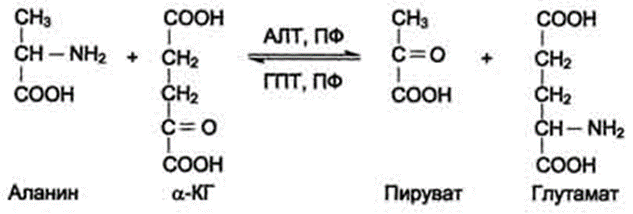 Аланин трансаминаза. Реакции переаминирования аспартат. Глутамат пируват -кетоглутарат аланин. Аланинаминотрансфераза катализирует реакцию. Аланин Альфа кетоглутарат пируват глутамат.